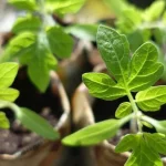 Kuidas kasvatada kodus tomati, pipra ja kapsa seemikuid kuidas-kasvatada-kodus-tomati-pipra-ja-kapsa-seemikuid.webp.webp