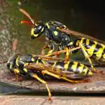 Herilasepesast saab julgelt lahti: jagas spetsialist saladust