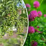 Ja te ei vaja ilmateadet: millised taimed ennustavad vihma