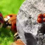 Kasvatatud ja lennukitelt alla visatud: pärast jaaniussi ründab Ukrainat uus