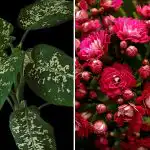 Kolm toataime, mis meelitavad majja kahjureid