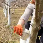 Kuidas ja millal on kõige parem puid valgendada: ükski kahjur