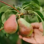 Kuidas pirni korralikult pügada, et saada tohutu saak: aednike nõded