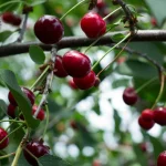 Kuidas saada head marjasaaki: eksperdid ütlevad, et nad armastavad kirsipuid kuidas-saada-head-marjasaaki-eksperdid-utlevad-et-nad-armastavad-kirsipuid.webp.webp