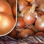 Kuidas säilitada sibulat nii, et see ei idaneks enne suve: