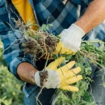 Kuidas valmistada looduslikku umbrohutõrjevahendit vaid kolmest koostisosast kuidas-valmistada-looduslikku-umbrohutorjevahendit-vaid-kolmest-koostisosast.webp.webp