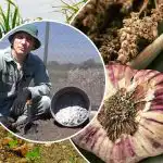 Küüslauk kasvab hüppeliselt: kuidas sügisel peenraid ette valmistada