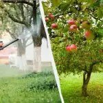 Lehetäid ei puutu enam kunagi õunapuid: tõhus kahe koostisosaga lahendus