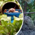 Lihtne tegevus augustis: aednik jagas, kuidas peedid magusaks ja mahlakaks