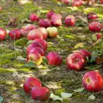 Mädanenud õunad ei ole väetis: 4 põhjust, miks tuleks riknenud