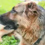 Miks koer korjab lõhna järgi teiste koerte emotsioone: keemilise suhtluse mõistatus miks-koer-korjab-lohna-jargi-teiste-koerte-emotsioone-keemilise-suhtluse.jpg