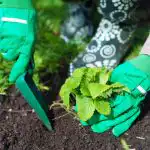 Millal istutada maasikaid sügisel, et kevadel marjaämbrid koguda: olulised reeglid