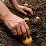 Millal kartulit 2026. aasta aprillis istutada: edukad ja ohtlikud päevad kuukalendri järgi millal-kartulit-2026-aasta-aprillis-istutada-edukad-ja-ohtlikud-paevad.webp.webp