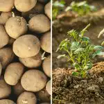 Millal kartulit istutada aprillis 2026: soodsad päevad kuukalendri järgi