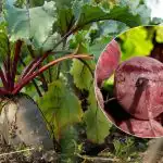 Millal peeti 2025. aastal koristada: kaks küpse köögivilja tunnust on