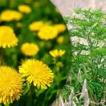 Portulak, nisuhein, ambroosia: kuidas aias igaveseks umbrohust lahti saada Portulak, nisuhein, ambroosia: kuidas aias igaveseks umbrohust lahti saada