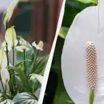 Spathiphyllum õitseb aastaid, kui hoiate teda sügisel ühest kohast eemal