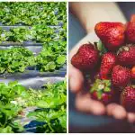 Sügise viimane akord: lihtsad toimingud, mis mõjutavad järgmise hooaja marju