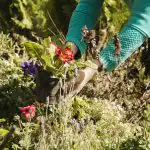 Tehke seda kohe, kui pungad seisavad: üks protseduur, mis säästab kogu teie saagi tehke-seda-kohe-kui-pungad-seisavad-uks-protseduur-mis-saastab.jpg